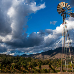 WAPPO HILL VINEYARD, STAGS LEAP DISTRICT